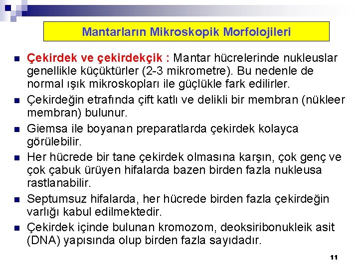 Mantarların Mikroskopik Morfolojileri n n n Çekirdek ve çekirdekçik : Mantar hücrelerinde nukleuslar genellikle