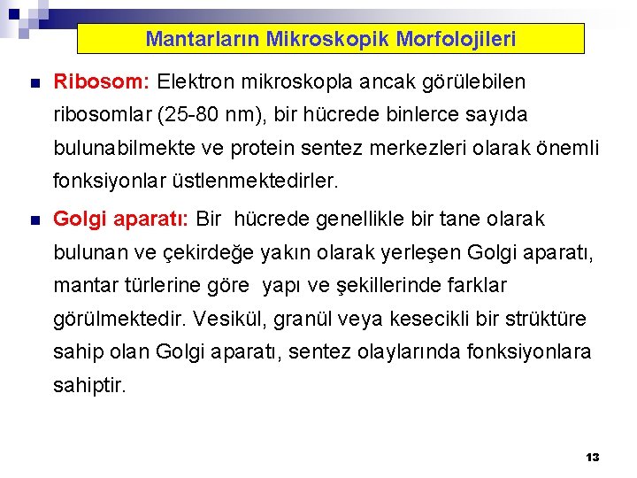 Mantarların Mikroskopik Morfolojileri n Ribosom: Elektron mikroskopla ancak görülebilen ribosomlar (25 -80 nm), bir