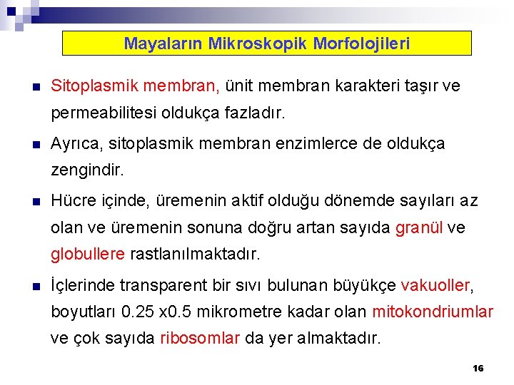 Mayaların Mikroskopik Morfolojileri n Sitoplasmik membran, ünit membran karakteri taşır ve permeabilitesi oldukça fazladır.