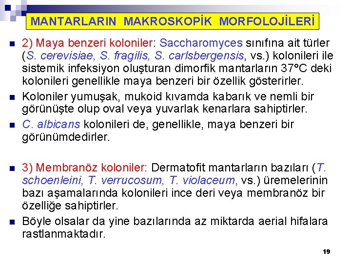 MANTARLARIN MAKROSKOPİK MORFOLOJİLERİ n n n 2) Maya benzeri koloniler: Saccharomyces sınıfına ait türler