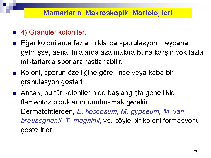 Mantarların Makroskopik Morfolojileri n 4) Granüler koloniler: n Eğer kolonilerde fazla miktarda sporulasyon meydana