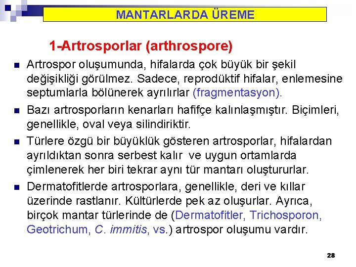 MANTARLARDA ÜREME 1 -Artrosporlar (arthrospore) n n Artrospor oluşumunda, hifalarda çok büyük bir şekil
