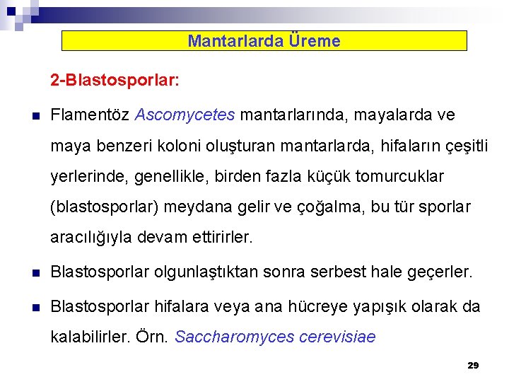 Mantarlarda Üreme 2 -Blastosporlar: n Flamentöz Ascomycetes mantarlarında, mayalarda ve maya benzeri koloni oluşturan