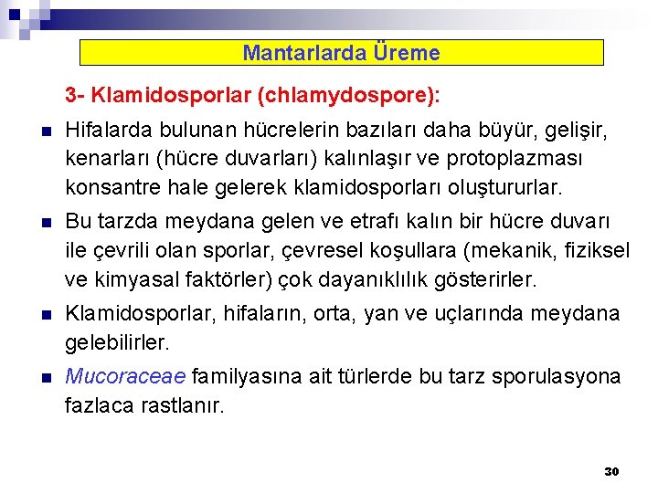 Mantarlarda Üreme 3 - Klamidosporlar (chlamydospore): n Hifalarda bulunan hücrelerin bazıları daha büyür, gelişir,