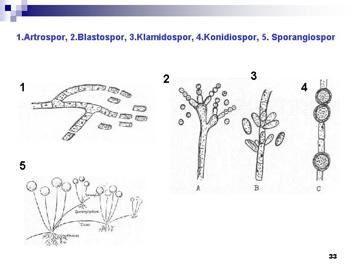 1. Artrospor, 2. Blastospor, 3. Klamidospor, 4. Konidiospor, 5. Sporangiospor 1 2 3 4