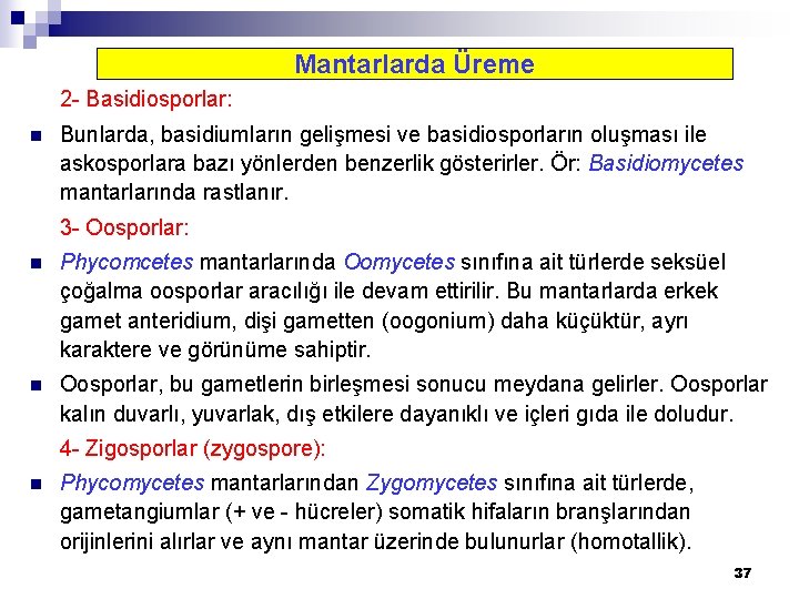 Mantarlarda Üreme 2 - Basidiosporlar: n Bunlarda, basidiumların gelişmesi ve basidiosporların oluşması ile askosporlara