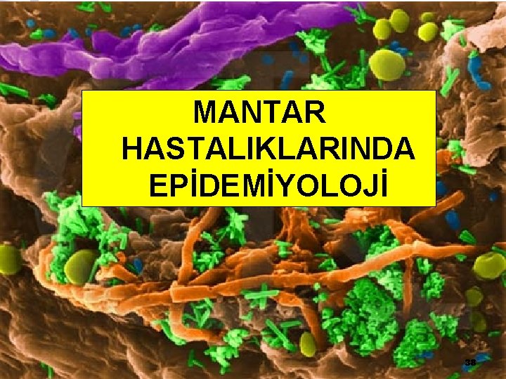 MANTAR HASTALIKLARINDA EPİDEMİYOLOJİ 38 