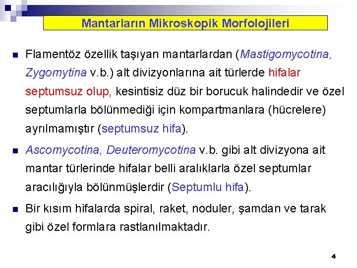 Mantarların Mikroskopik Morfolojileri n Flamentöz özellik taşıyan mantarlardan (Mastigomycotina, Zygomytina v. b. ) alt