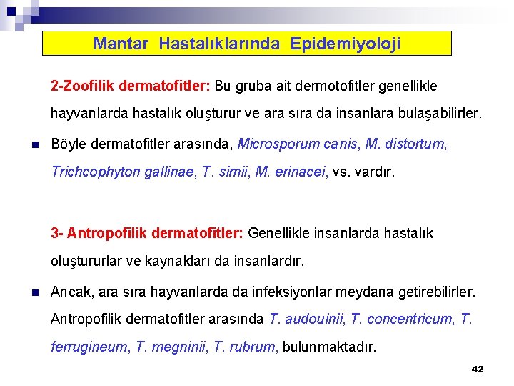 Mantar Hastalıklarında Epidemiyoloji 2 -Zoofilik dermatofitler: Bu gruba ait dermotofitler genellikle hayvanlarda hastalık oluşturur