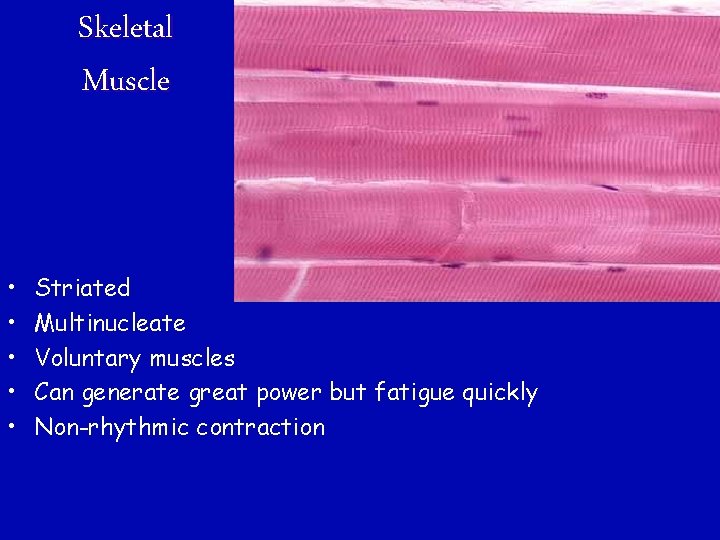 Muscular System Anatomy Physiology Muscles From the Latin