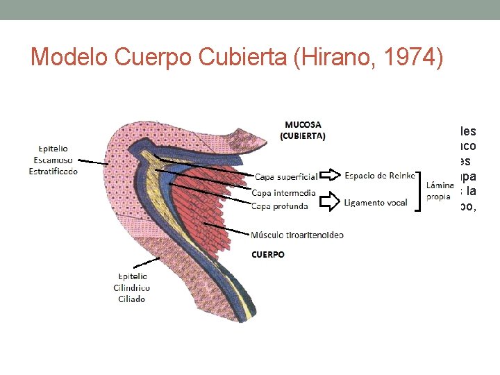 Modelo Cuerpo Cubierta (Hirano, 1974) La teoría cuerpo – cubierta de Hirano (1974), establece