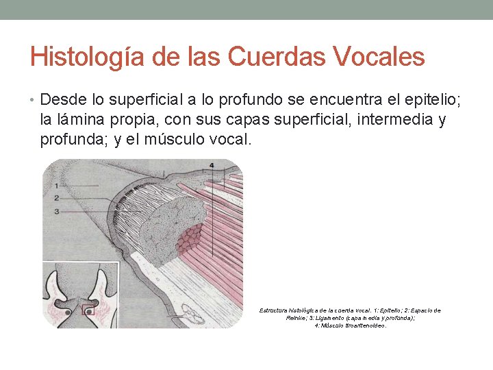 Histología de las Cuerdas Vocales • Desde lo superficial a lo profundo se encuentra