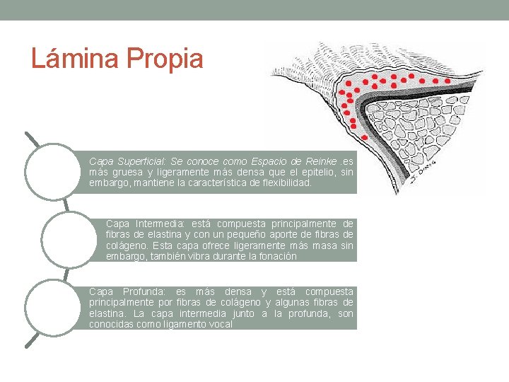 Lámina Propia Capa Superficial: Se conoce como Espacio de Reinke. es más gruesa y