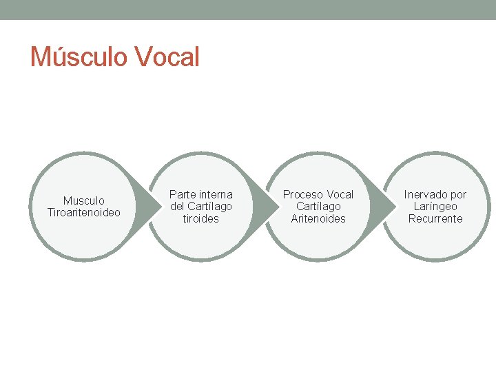 Músculo Vocal Musculo Tiroaritenoideo Parte interna del Cartílago tiroides Proceso Vocal Cartílago Aritenoides Inervado