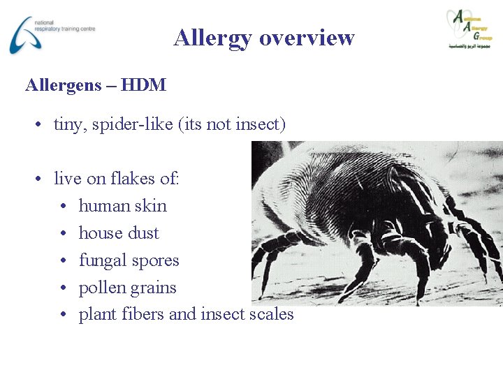 Allergy overview Allergens – HDM • tiny, spider-like (its not insect) • live on