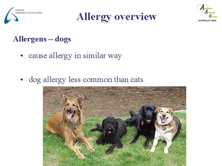 Allergy overview Allergens – dogs • cause allergy in similar way • dog allergy