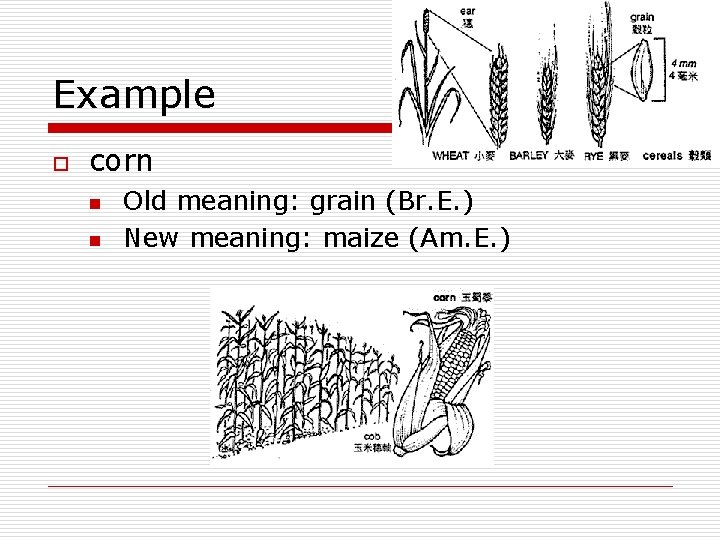 Example o corn n n Old meaning: grain (Br. E. ) New meaning: maize