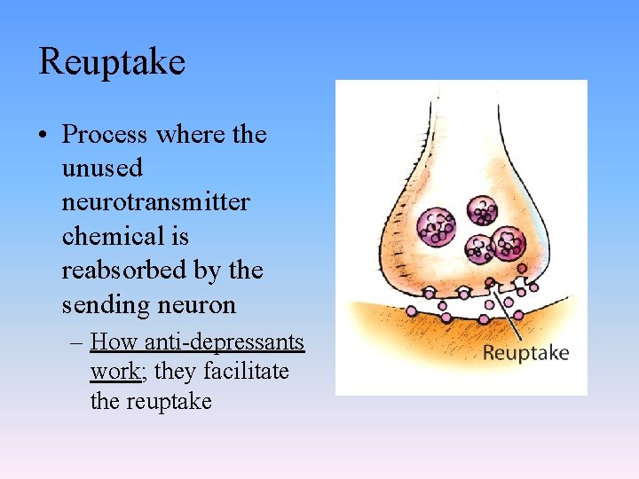 Reuptake • Process where the unused neurotransmitter chemical is reabsorbed by the sending neuron