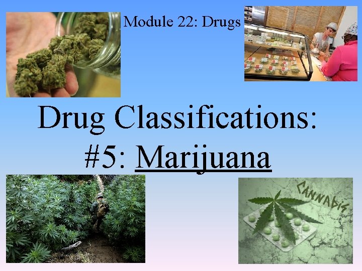 Module 22: Drugs Drug Classifications: #5: Marijuana 