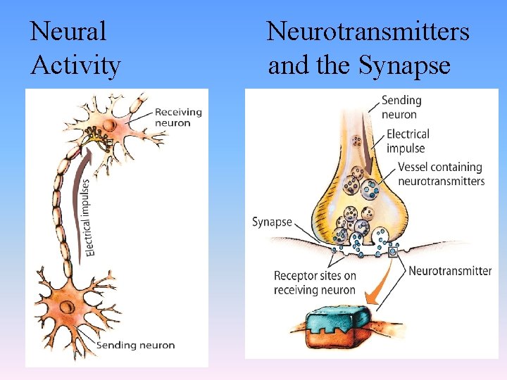 Neural Activity Neurotransmitters and the Synapse 