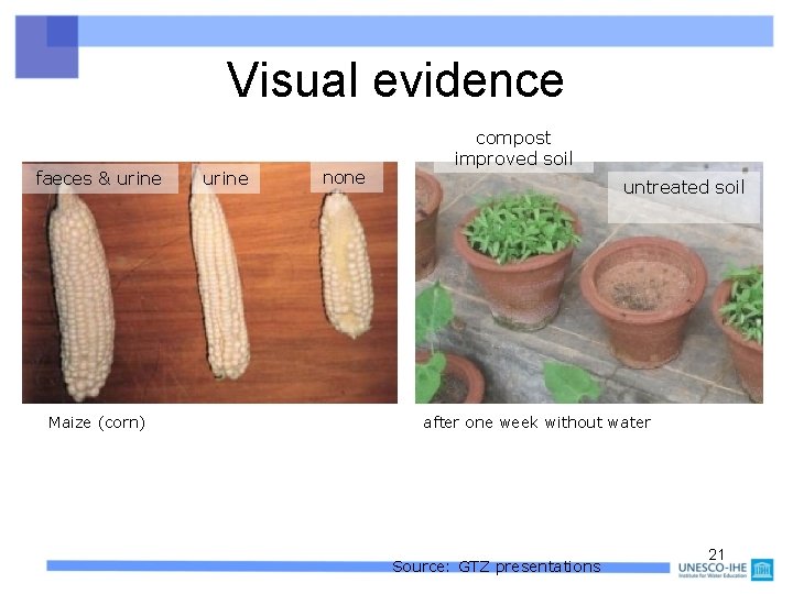 Visual evidence faeces & urine Maize (corn) urine none compost improved soil untreated soil