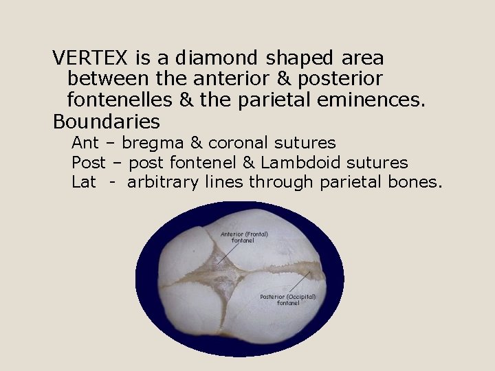 VERTEX is a diamond shaped area between the anterior & posterior fontenelles & the