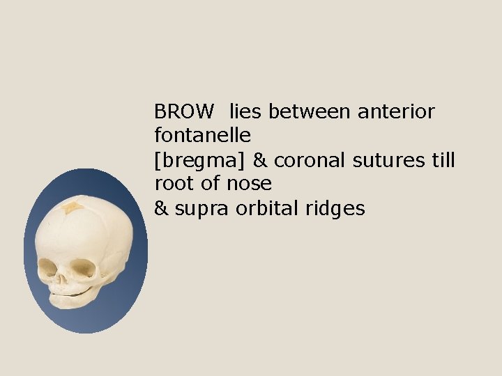 BROW lies between anterior fontanelle [bregma] & coronal sutures till root of nose &