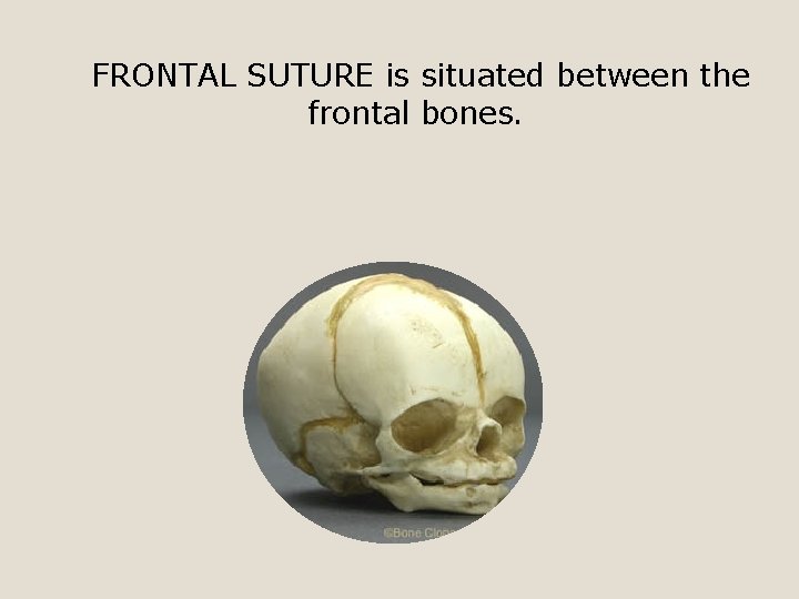FRONTAL SUTURE is situated between the frontal bones. 