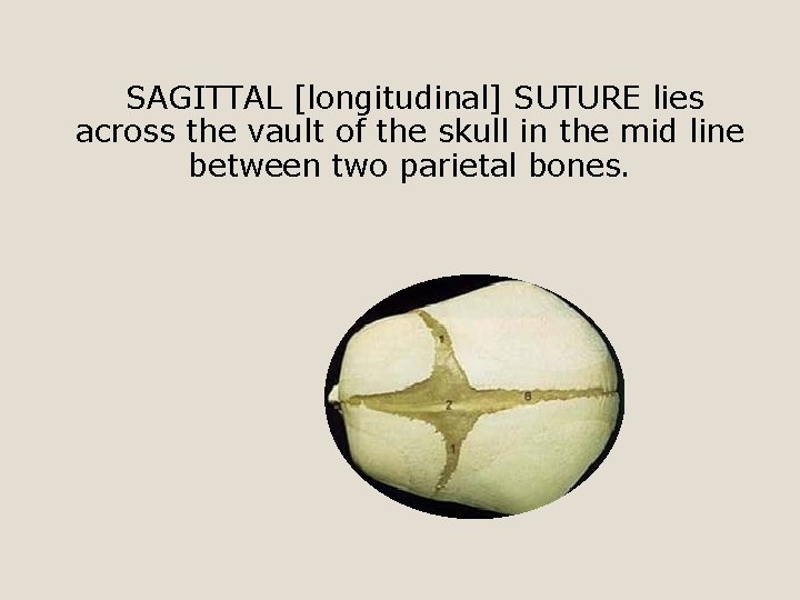 SAGITTAL [longitudinal] SUTURE lies across the vault of the skull in the mid line