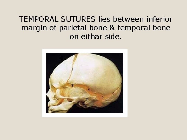 TEMPORAL SUTURES lies between inferior margin of parietal bone & temporal bone on eithar