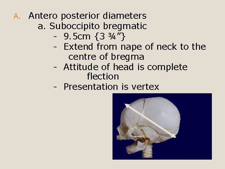 A. Antero posterior diameters a. Suboccipito bregmatic - 9. 5 cm {3 ¾”} -