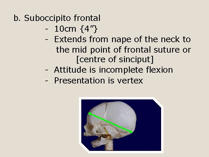 b. Suboccipito frontal - 10 cm {4”} - Extends from nape of the neck