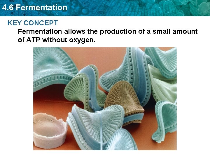 4. 6 Fermentation KEY CONCEPT Fermentation allows the production of a small amount of