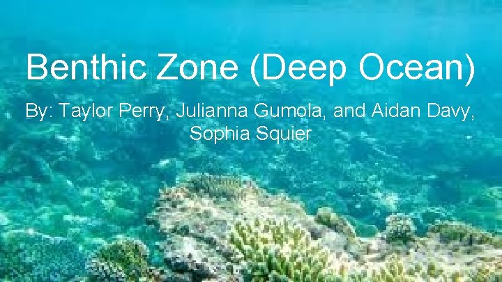 Benthic Zone (Deep Ocean) By: Taylor Perry, Julianna Gumola, and Aidan Davy, Sophia Squier