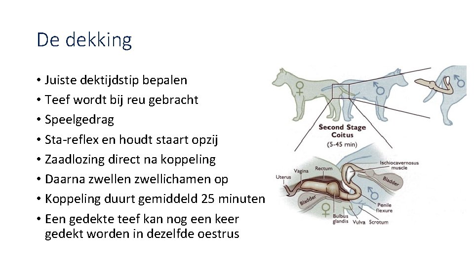 De dekking • Juiste dektijdstip bepalen • Teef wordt bij reu gebracht • Speelgedrag