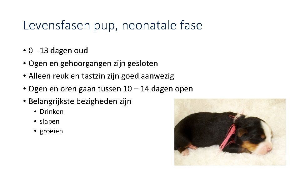 Levensfasen pup, neonatale fase • 0 – 13 dagen oud • Ogen en gehoorgangen