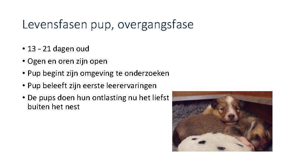 Levensfasen pup, overgangsfase • 13 – 21 dagen oud • Ogen en oren zijn