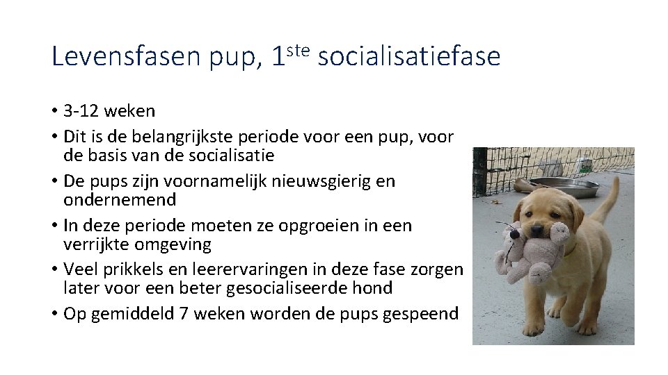 Levensfasen pup, 1 ste socialisatiefase • 3 -12 weken • Dit is de belangrijkste