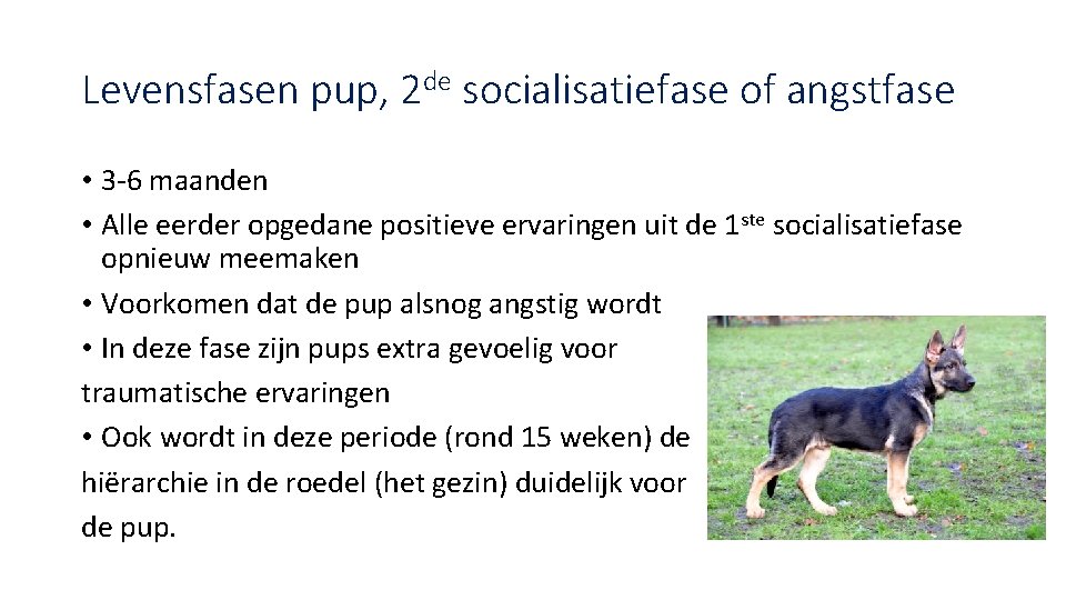 Levensfasen pup, 2 de socialisatiefase of angstfase • 3 -6 maanden • Alle eerder