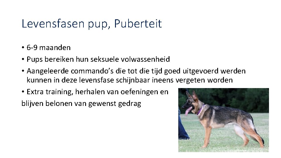 Levensfasen pup, Puberteit • 6 -9 maanden • Pups bereiken hun seksuele volwassenheid •