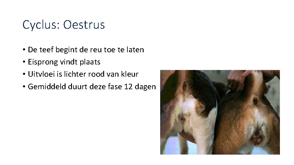 Cyclus: Oestrus • De teef begint de reu toe te laten • Eisprong vindt