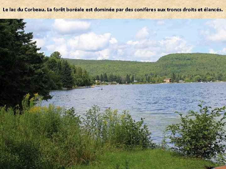 Le lac du Corbeau. La forêt boréale est dominée par des conifères aux troncs