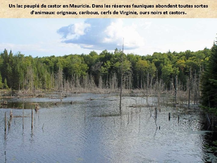 Un lac peuplé de castor en Mauricie. Dans les réserves fauniques abondent toutes sortes
