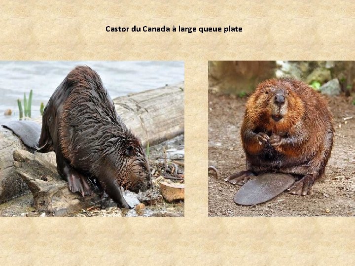 Castor du Canada à large queue plate 