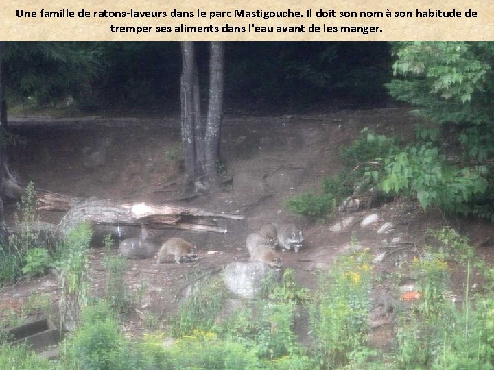 Une famille de ratons-laveurs dans le parc Mastigouche. Il doit son nom à son