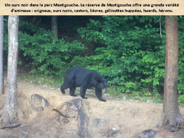 Un ours noir dans le parc Mastigouche. La réserve de Mastigouche offre une grande
