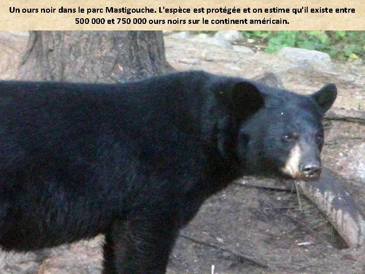 Un ours noir dans le parc Mastigouche. L'espèce est protégée et on estime qu'il