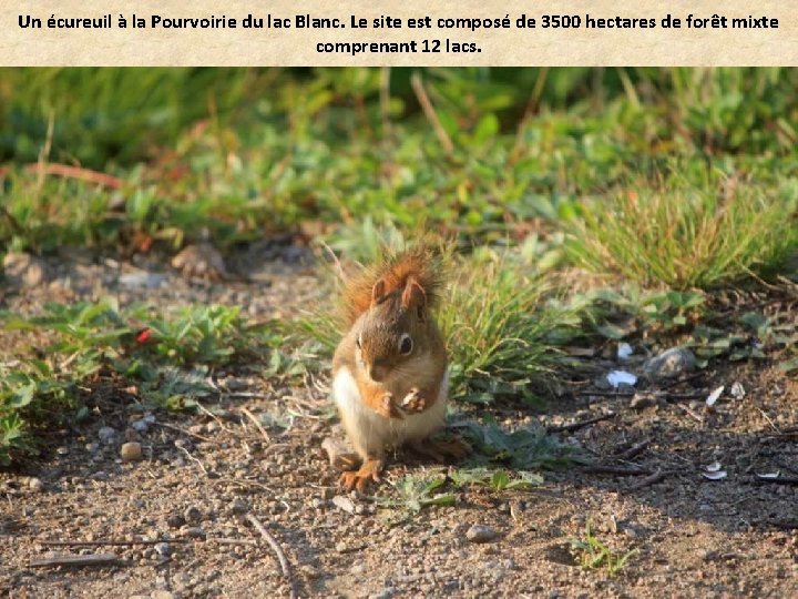 Un écureuil à la Pourvoirie du lac Blanc. Le site est composé de 3500