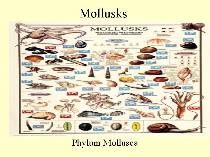 Mollusks Phylum Mollusca 