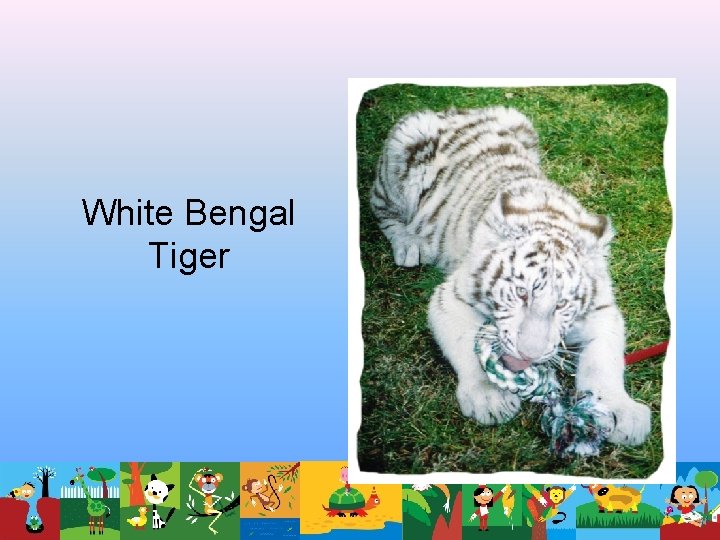 White Bengal Tiger White Bengal Tiger